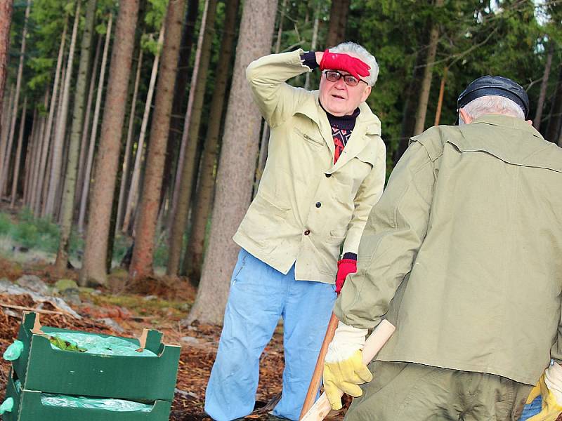 Příbramští turisté při sázení smrčků. Předseda příbramského Klubu českých turistů Miroslav Kolář.