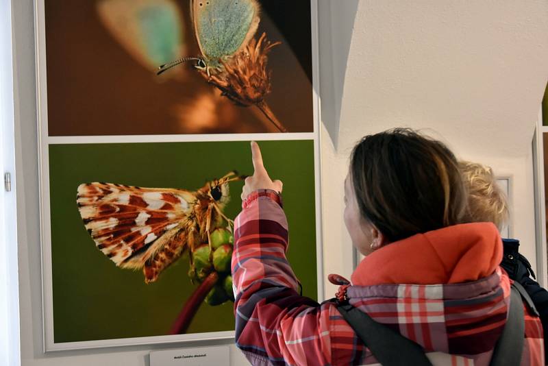 Z výstavy 'Pestrý svět našich motýlů' v Městském muzeu v Sedlčanech.