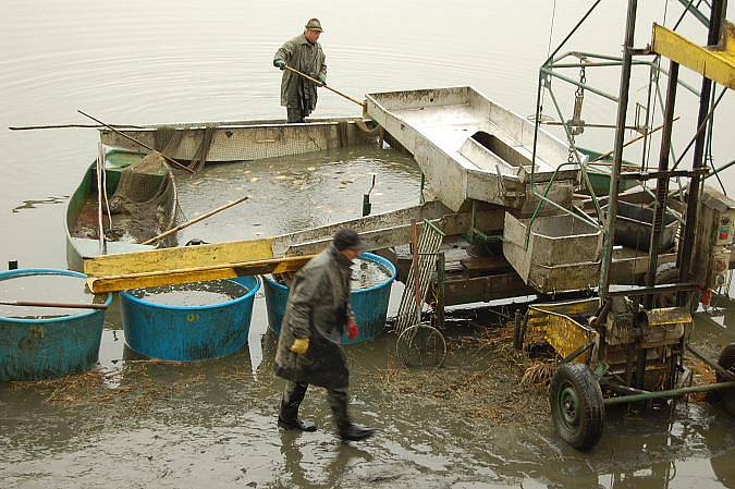 Při výlovu rybníku Cunát se vylovilo přibližně deset tun ryb.