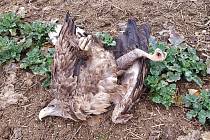 Jeden ze dvou otrávených orlů mořských, kteří byli nalezeni 22. února u Jesenice na Příbramsku.