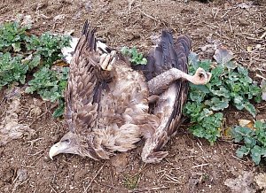 Jeden ze dvou otrávených orlů mořských, kteří byli nalezeni 22. února u Jesenice na Příbramsku.