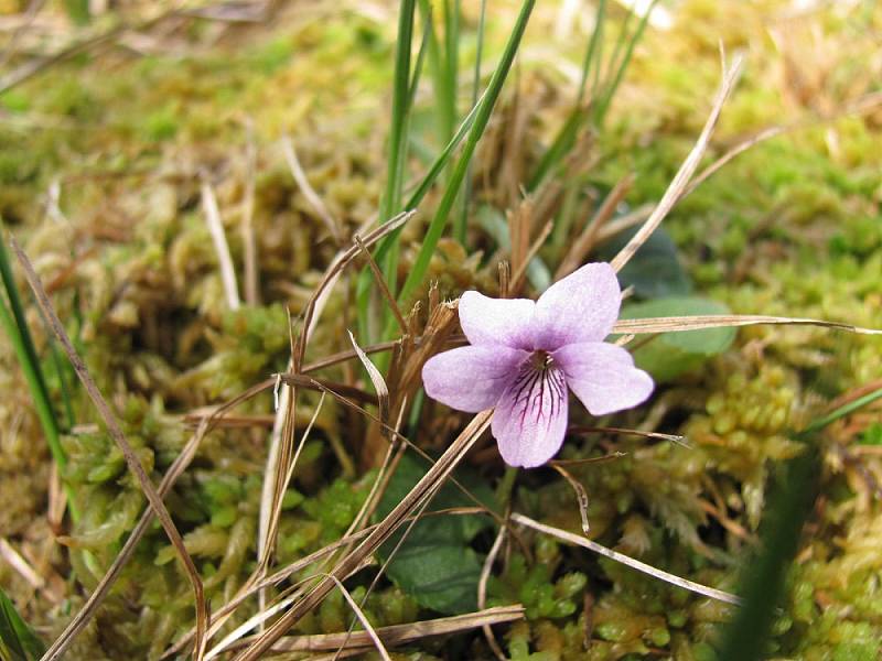 Violka bahenní.