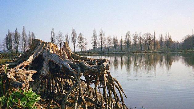 Pohled na hráz Vokačovského rybníka ještě před vypuštěním.