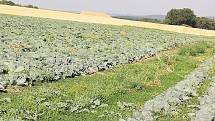 Zelí v Drásově roste díky pravidelnému zavlažování v období sucha.