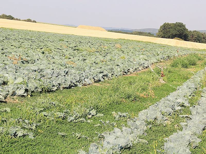 Zelí v Drásově roste díky pravidelnému zavlažování v období sucha.