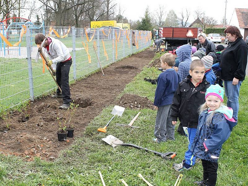 V DOBĚ, kdy jabloně byly ještě na cestě, sledovaly děti se zájmem výsadbu keřů u plotu nového hřiště.