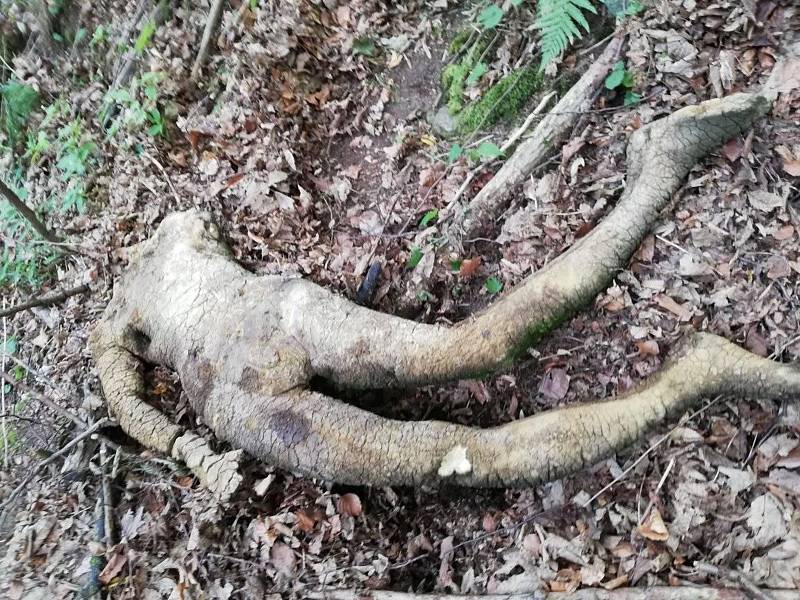 Dobrovolníci celé čtyři dny sbírali a odváželi na lodích odpadky z nepřístupných zátok Orlíku. Našli i tuto molitanovou figurínu.