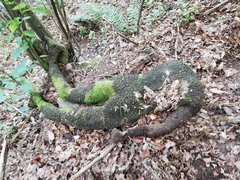 Dobrovolníci celé čtyři dny sbírali a odváželi na lodích odpadky z nepřístupných zátok Orlíku. Našli i tuto molitanovou figurínu.