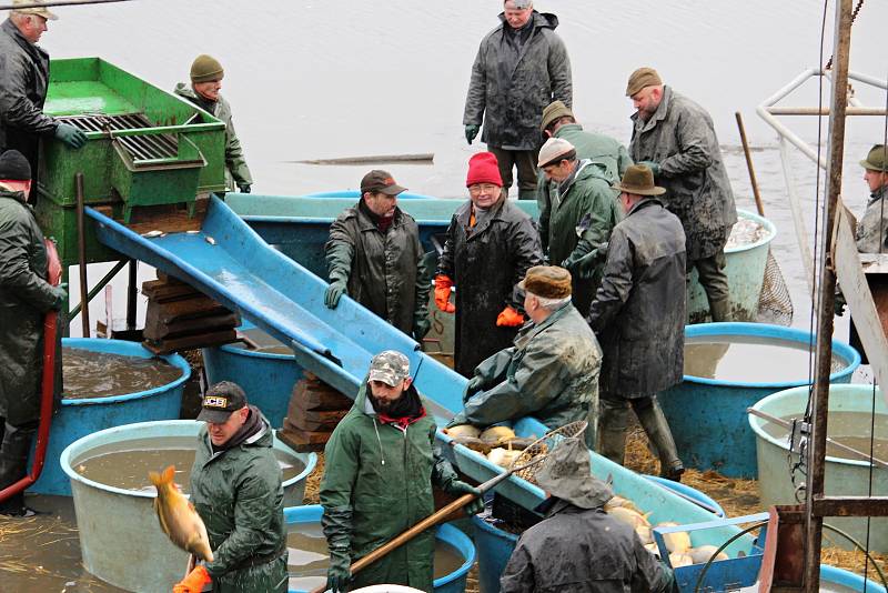 Výlov začínal kolem sedmé hodiny a během dopoledne proběhl i druhý zátah sítí. S blížícím se polednem proud lidí mířící na hráz rybníka neustával, přicházely i rodiny s kočárky.