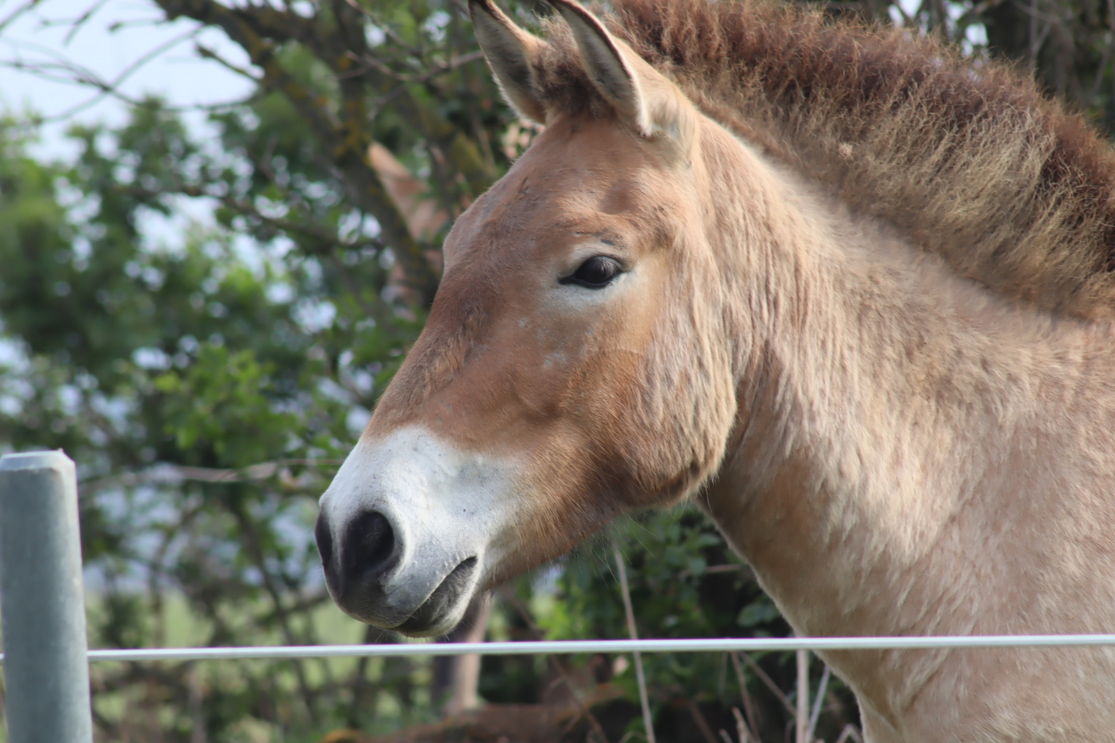 Chotilské muzeum potěší milovníky filatelie a koní. Připravuje pestrou  výstavu - Příbramský deník