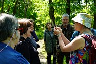 Na konci května pořádali botanikové Hornického muzea V Příbrami exkurzi v anglickém parku na Dobříši.