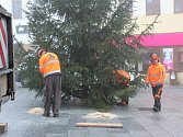 Zaměstnanci technických služeb pomocí jeřábu a pod dohledem městské policie postavili vánoční strom na Václavském náměstí v Příbrami.