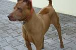 Frodo je pětiletý thajský ridgeback, který potřebuje kvalitní výběh