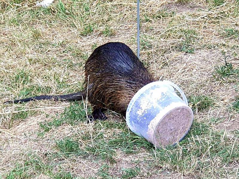 Z Vodnického tábora na Berounce v Roztokách u Křivoklátu.