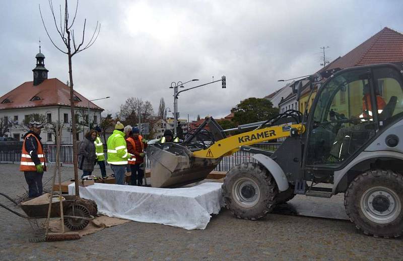 Jednou z finálních fází rekonstrukce náměstí v Dobříši je sázení stromů.