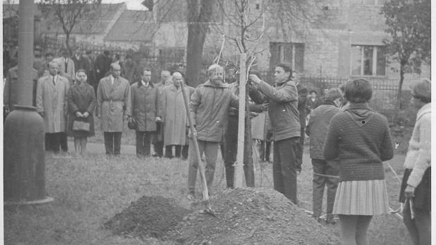 Výsadba lípy v roce 1968 v Mutějovicích. Strom bude v brzké době zařazen na mapu Stromů svobody.