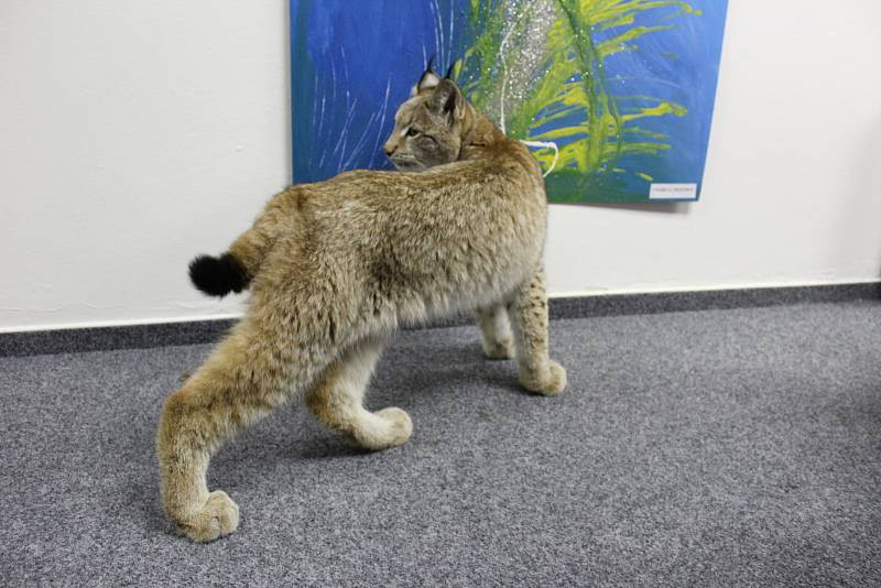 Přání vidět na vlastní oči živého rysa se splnilo asi stovce návštěvníků páteční besedy s Martinem Tomášem v Domě Natura v Příbrami.