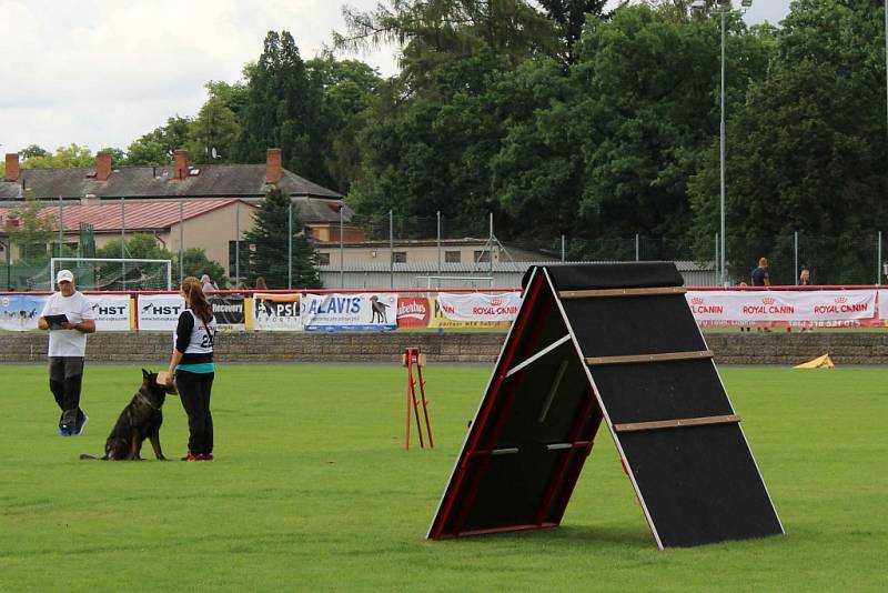 Letos se konal v Dobříši již 12. ročník Mezinárodního kynologického festivalu CACIT.