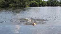 Závod, který vznikl teprve jako druhý v republice svého druhu, čítá celkem 15,2 kilometrů běhu a 2,6 kilometrů plavání v sedmi rybnících.
