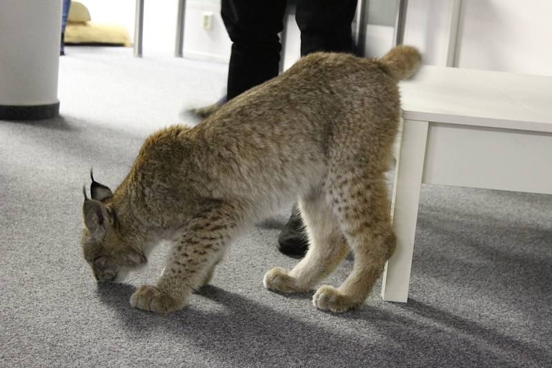 Přání vidět na vlastní oči živého rysa se splnilo asi stovce návštěvníků páteční besedy s Martinem Tomášem v Domě Natura v Příbrami.