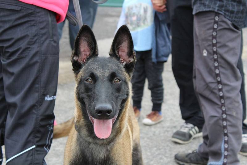 Letos se konal v Dobříši již 12. ročník Mezinárodního kynologického festivalu CACIT.