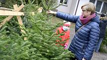Prodej vánočních stromů v Podlesí.