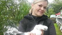 CHOVATELKA a posuzovatelka holubů Drahomíra Hrubá s krátkozovým druhem holuba, který na Povltavské výstavě v Sedlčanech získal čestnou cenu.