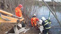 Poslední den v roce řešili středočeští hasiči poměrně kuriózní zásah, kdy operátoři tísňové linky přijali informaci o pádu velblouda do rybníka v obci Hulín na Příbramsku.