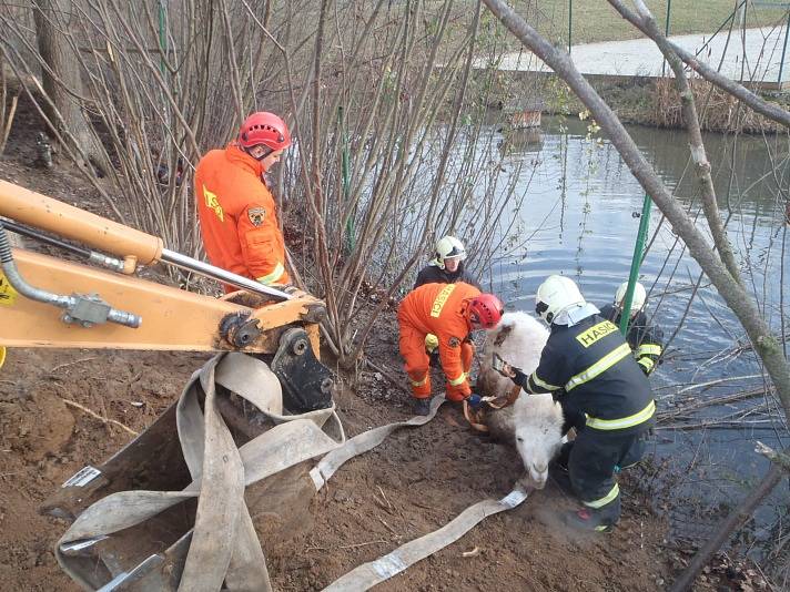 Poslední den v roce řešili středočeští hasiči poměrně kuriózní zásah, kdy operátoři tísňové linky přijali informaci o pádu velblouda do rybníka v obci Hulín na Příbramsku.