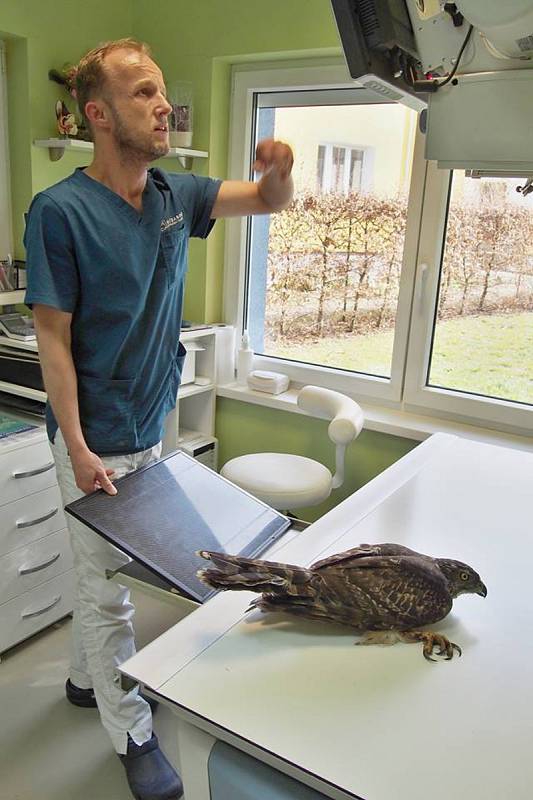 Rentgeny na veterinární klinice v Příbrami potvrdily, že zranění prostě nespraví ani chirurgický zákrok.