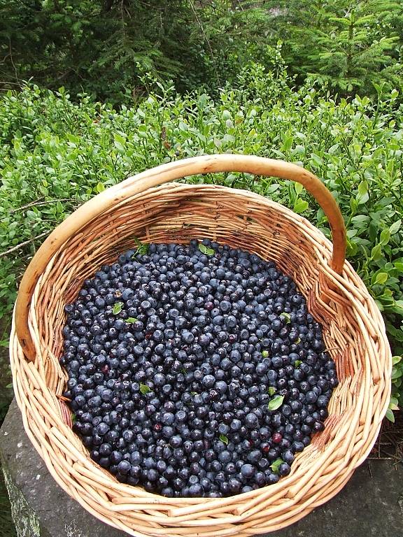 Na Třemšíně v létě dozrává obrovské množství sladkých borůvek.