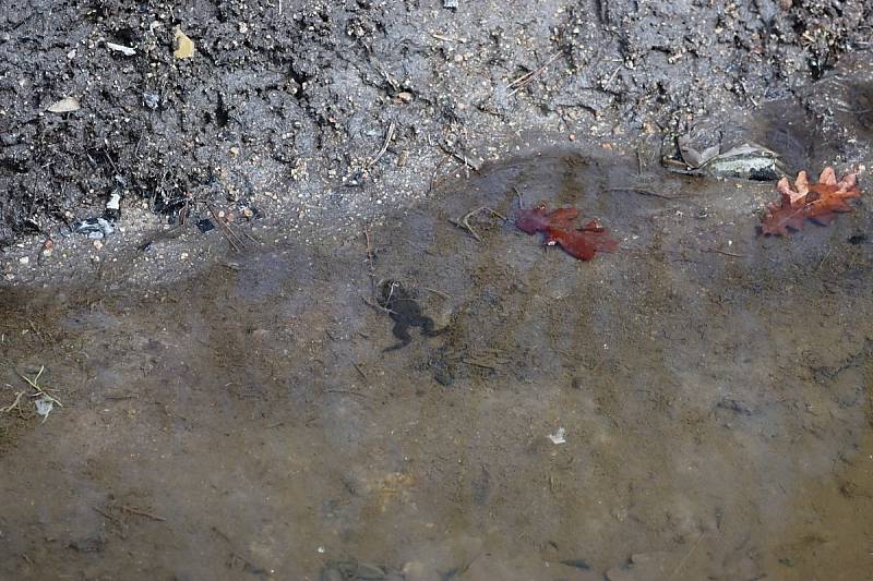 U mokřadu Jablonná. Návrat kuňky obecné do jejího přirozeného prostředí.