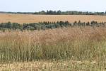 Sklizeň řepky v Družstvu vlastníků Agro Malinová.