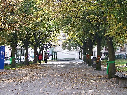 Lípy na Komenského náměstí