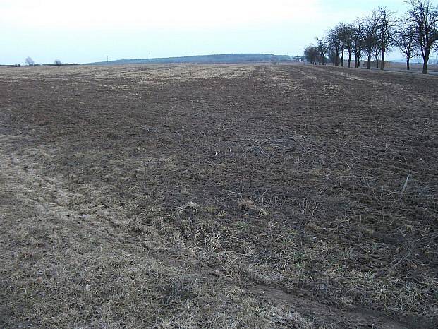 Řepku ozimou poškodily holomrazy a sucho