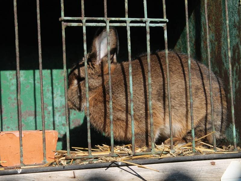 Výstava drobného zvířectva v Lužné