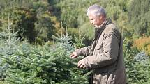 Vánoční stromky na plantáži ve Šlovicích