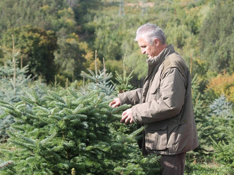 Vánoční stromky na plantáži ve Šlovicích