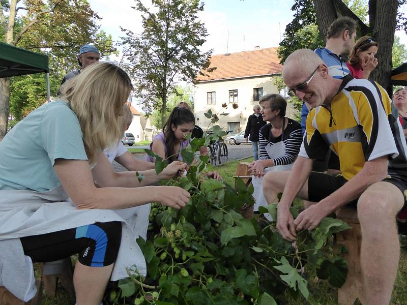 Česání tyčové chmelnice v Kolešovicích a dočesná