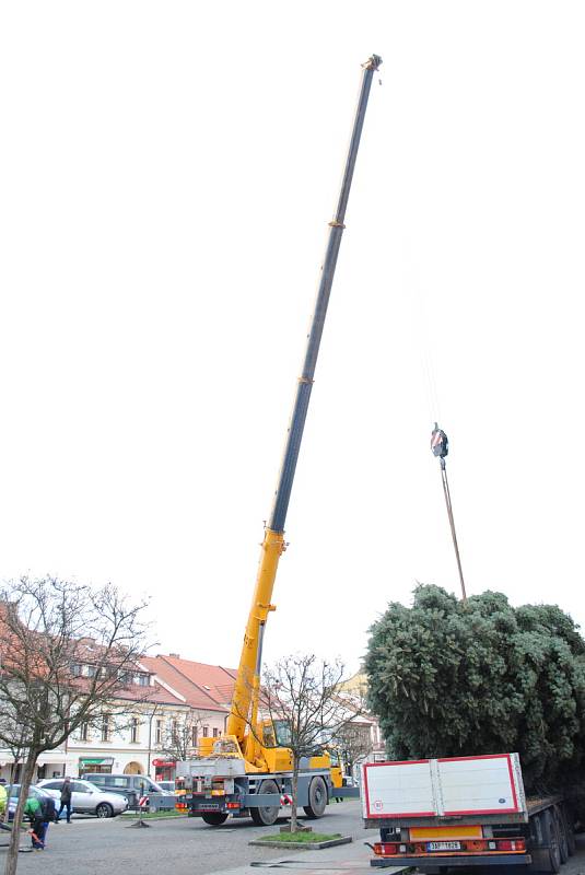 Historické centrum Rakovníka zdobí od pátku strom z obce Kolešovice.