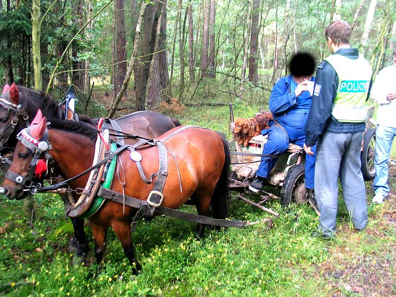 Poníci se po nehodě chovali statečně. Z dvojspřeží utrpěla úraz pouze Fanynka (blíže k objektivu), která měla po střetu odřenou zadní končetinu.