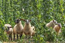 Květiny na chmelnicích odkvetly a nyní je na 2,5 hektarech chmelnic spásají květinový porost ovce.