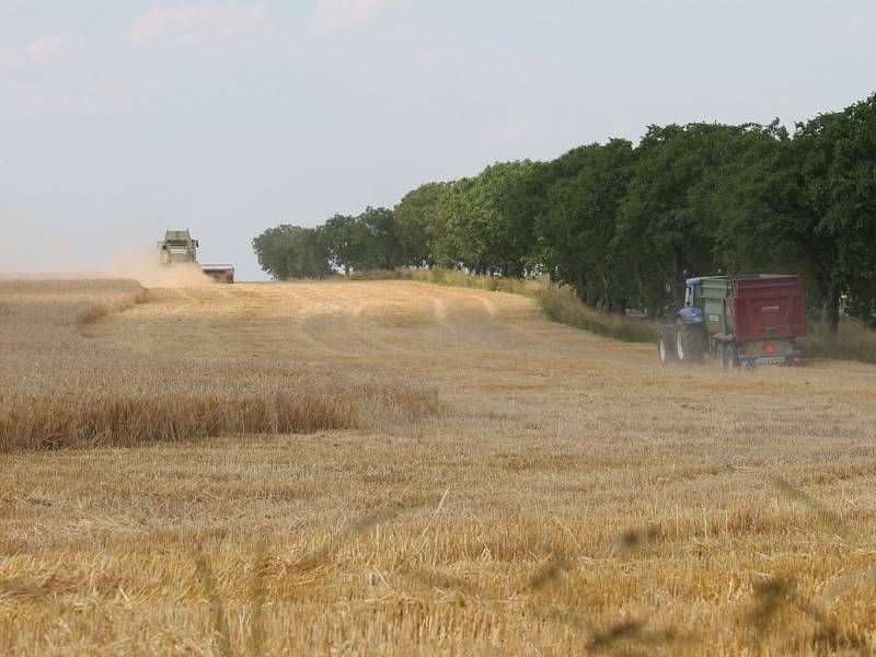 Žně v Zemědělském družstvu Lašovice