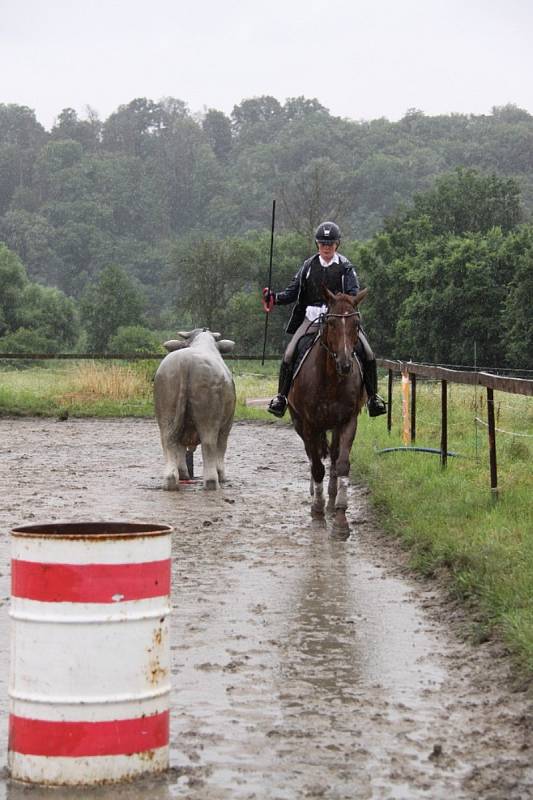 Národních soutěží Working Equitation ve Rtyni nad Bílinou se zúčastnili i koně a jezdci hředelského Jezdeckého klubu Spongilit.