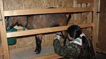 Chov koz a produkce mléka na Školním statku Bulovna v Rakovníku