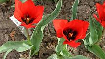 Unikátní sbírka marcisůa tulipánů v rakovnické botanické zahradě