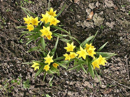 Jaro na Botanické zahradě v Rakovníku