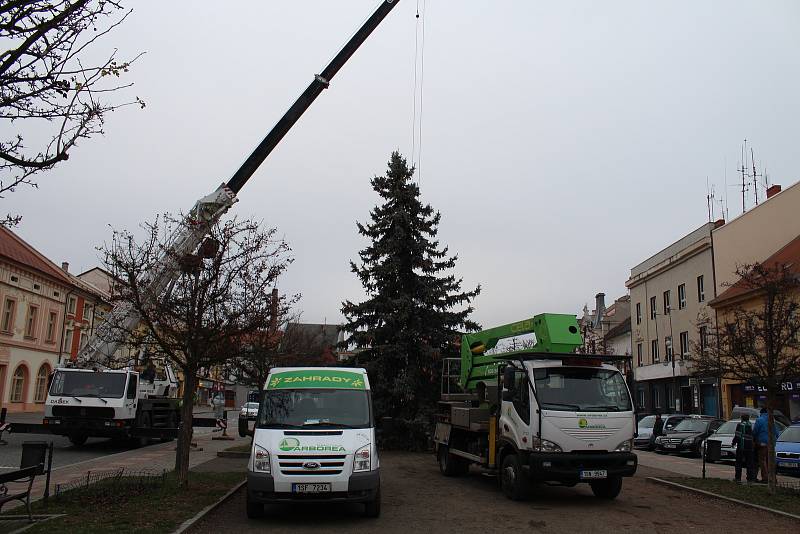 Vánoční strom byl na Husovo náměstí v Rakovníku přivezen 25. listopadu z nábřeží Dr. Beneše.