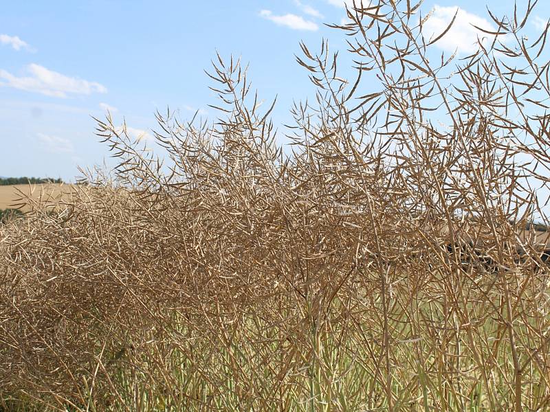 Sklizeň řepky v Družstvu vlastníků Agro Malinová.