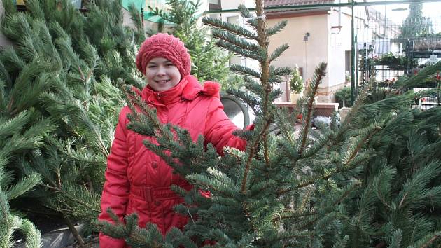 Prodej vánočních stromků v Senomatech